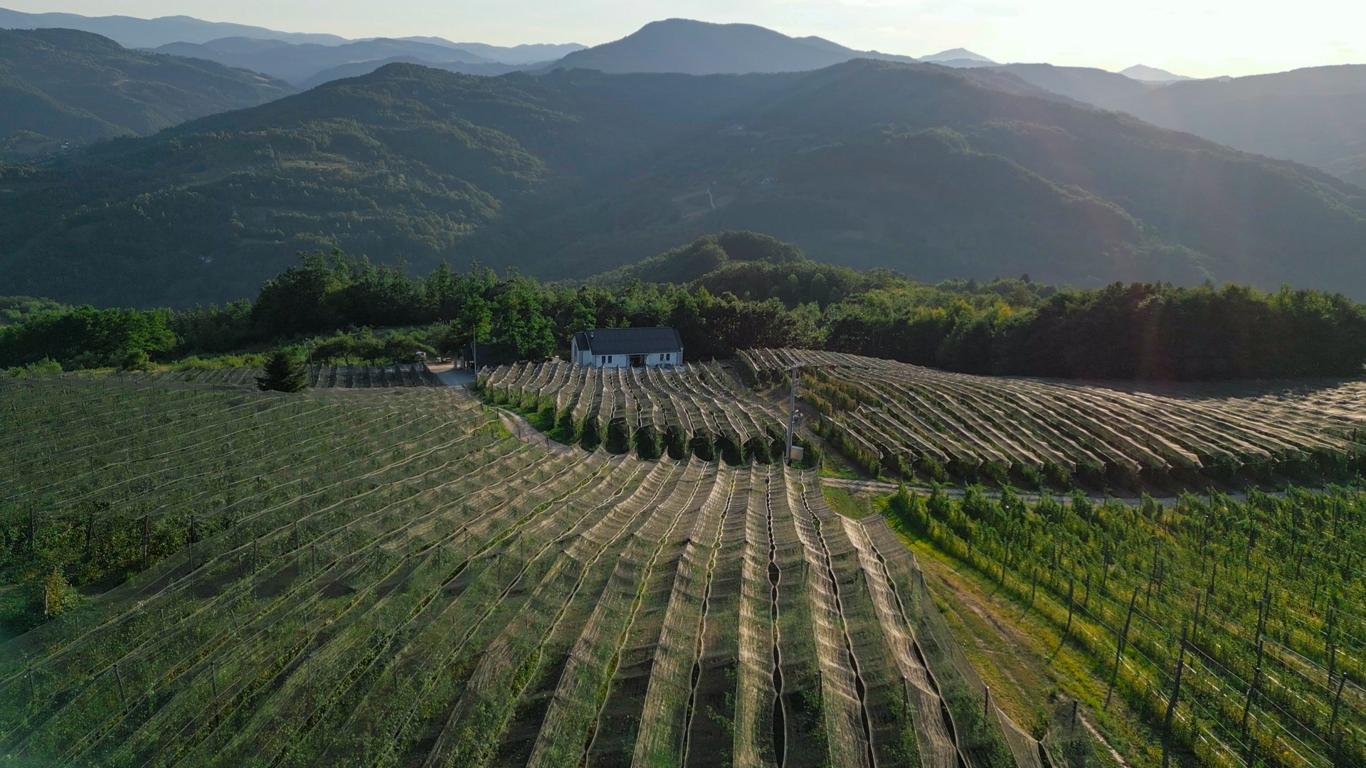 SERTIFIKOVANI ORGANSKI PROIZVOĐAČ!